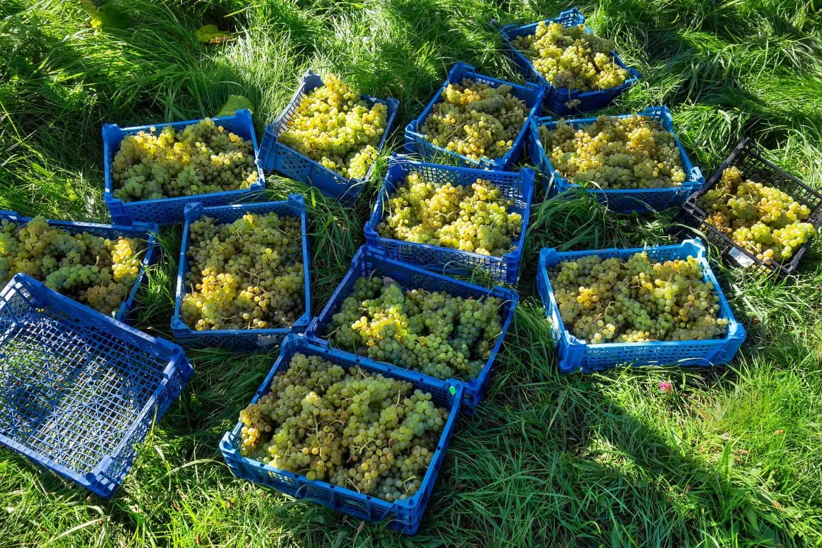 Caisses de raisin blanc posées dans l'herbe pendant les vendanges